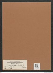 Synedra provincialis Grun. (de-Toni-Nr.: Genus 66, Species 2586) Zeichnungen Sammlung Grunow Mappe 02797 (Herbarium_W_Grunow_drawings_Folder_02797)